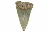 Fossil Broad-Toothed Mako Shark Tooth - North Carolina #272967-1